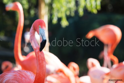 Afbeeldingen van Pink flamingo in nature